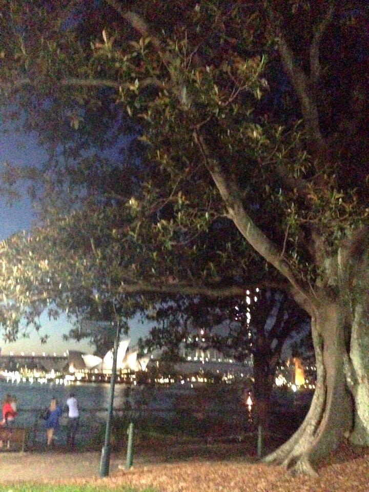 Sydney Opera House, Morton Bay Fig, park, Dusk