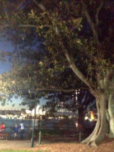 Sydney Opera House, Morton Bay Fig, park, Dusk