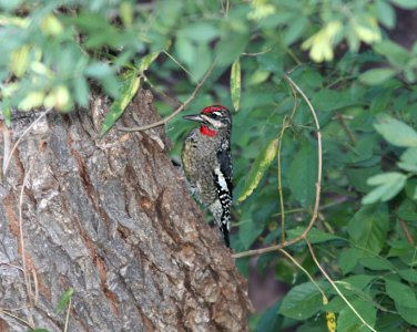SAPSUCKER, RED-NAPED (9-21-11) pena blanca lake, scc, az -02
