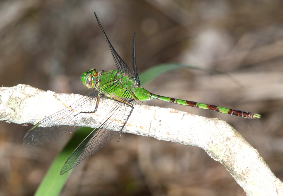 PONDHAWK, GREAT (Erythemis vesiculosa) (3-5-12) sabal palm sanctuary, near brownsville, tx -01