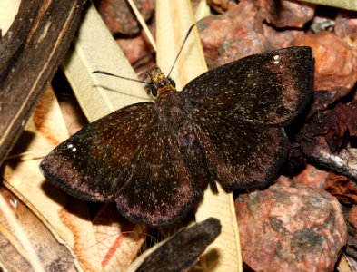 SCALLOP-WING, GOLDEN-HEADED (Staphylus ceos) (3-30-11) 78 circulo montana, patagonia lake ranch estates, scc, az -01