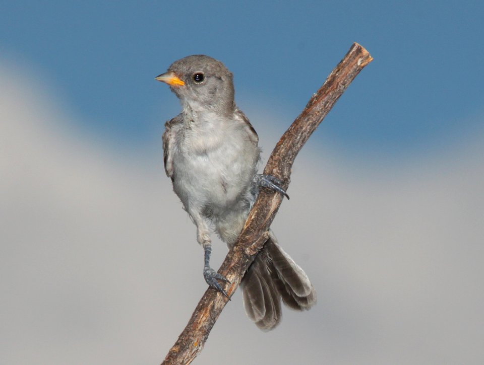 VERDIN (7-16-11) juv, rio rico, scc, az -01
