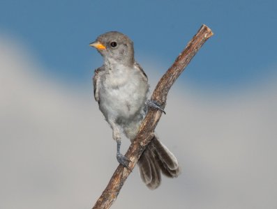 VERDIN (7-16-11) juv, rio rico, scc, az -01