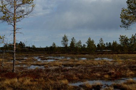 Hirvisuo bog