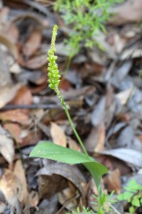 ORCHID (Malaxis soulei) (9-4-11) 5400 ft, upper humbolt cyn, scc, az -01