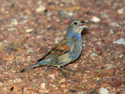 GROSBEAK, BLUE (7-1-11) 78 circulo montana, patagonia lake ranch estates, scc, az -02