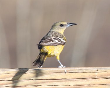ORIOLE, HOODED (4-1-11) 78 circulo montana, patagonia lake ranch estates, ssc, az -02