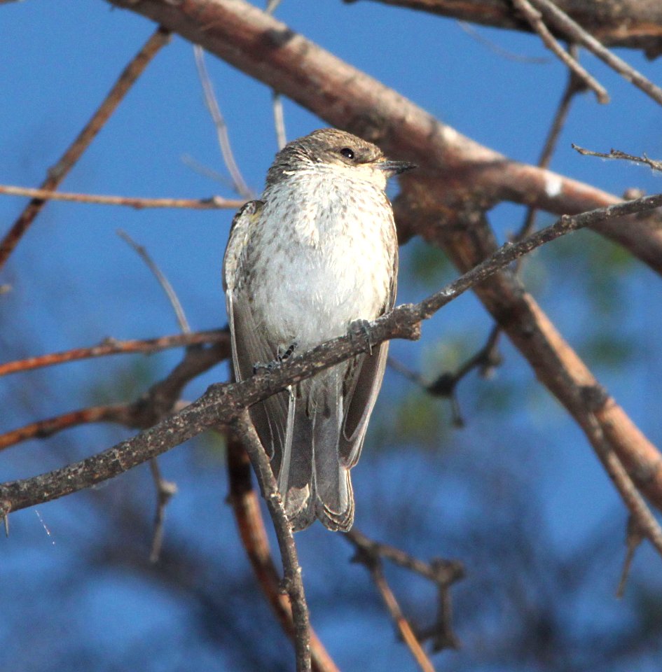 FLYCATCHER, VERMILLION (5-22-12) imm, pena blanca lake, scc, az - 01