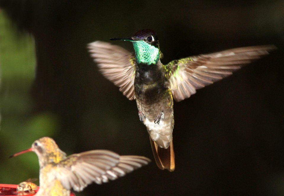 RIVOLI'S HUMMINGBIRD (7-25-11) madera canyon, scc, az -01