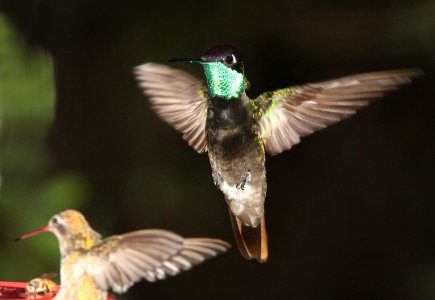 RIVOLI'S HUMMINGBIRD (7-25-11) madera canyon, scc, az -01