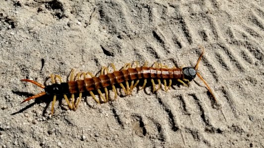 2019.09.30 Sonora Desert Museum