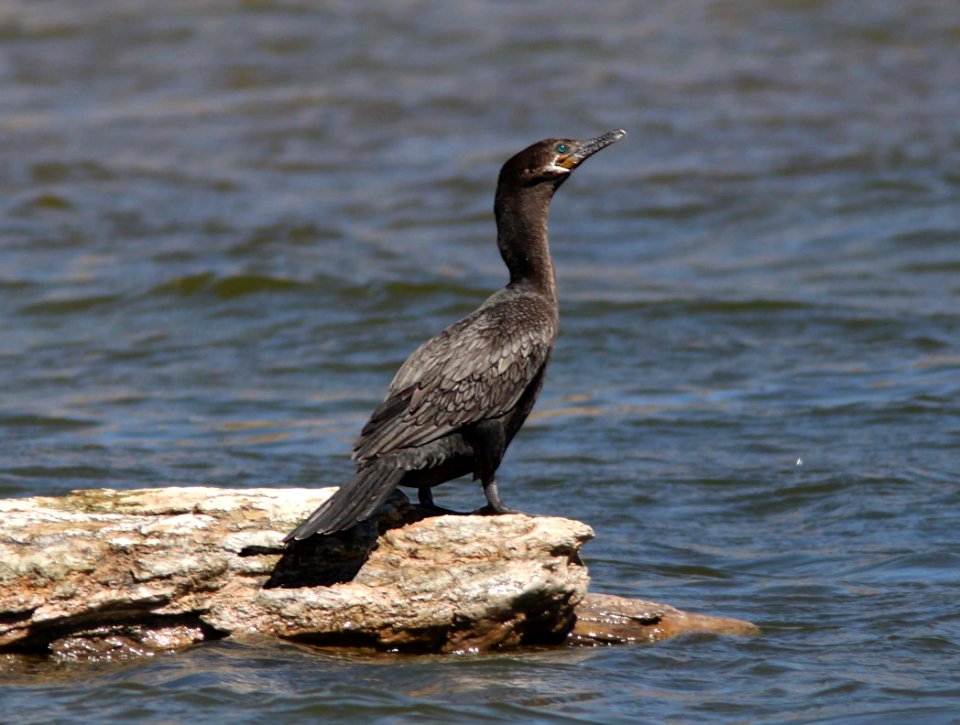 CORMORANT, NEOTROPIC (4-11-11) patagonia lake, scc, az -04