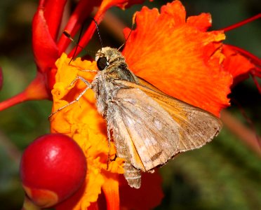 SKIPPER, PAHASKA (Hesperia pahaska) (9-17-10) 78 circulo montana, pat lake ranch estates, scc, az -02