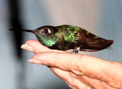 RIVOLI'S HUMMINGBIRD (7-25-11) madera canyon, scc, az -07