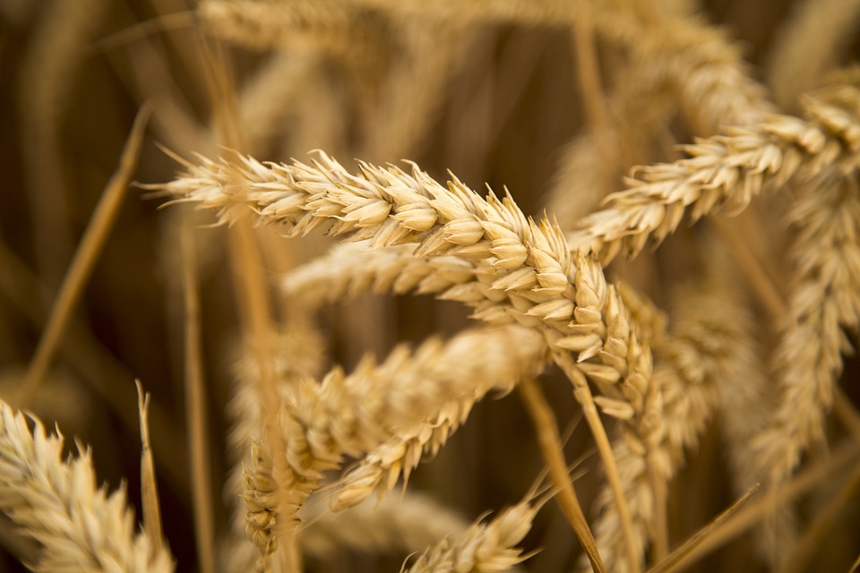 飽 full harvest seasons