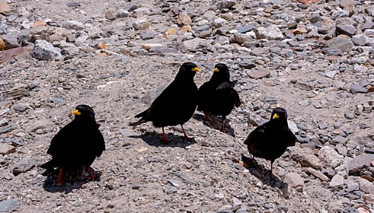 A Murder of Choughs photo