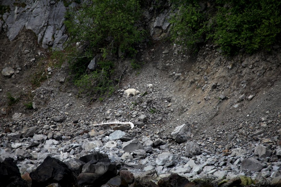 Mountain goats