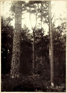 Talbot Woods photo