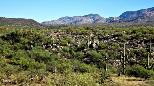 2017.11.11 Catalina State Park photo