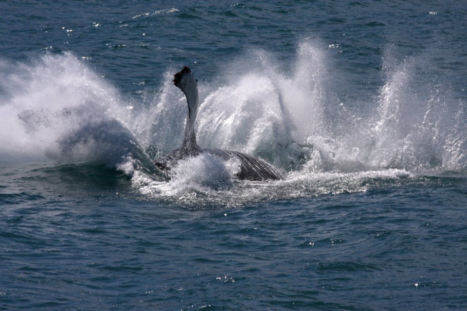Humpback breaching