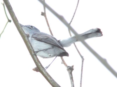 GNATCATCHER, BLACK-CAPPED?? (3-25-12) first wash, patagonia lake, scc, az -05
