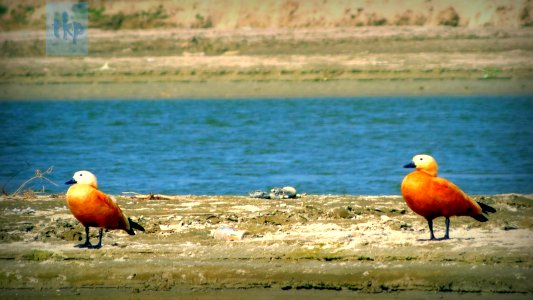 Ruddy Shell Duck