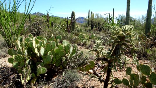 2019.09.30 Sonora Desert Museum