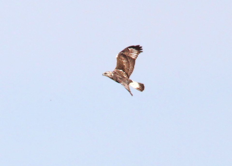 HAWK, ROUGH-LEGGED (4-7-12) lt phase juv male, san rafael grasslands, scc, az -05