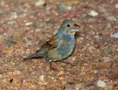 GROSBEAK, BLUE (7-1-11) 78 circulo montana, patagonia lake ranch estates, scc, az -03