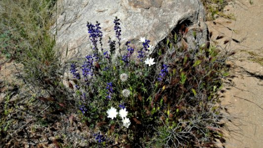 2019.04.07 Catalina State Park
