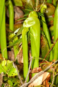 0101a - PITCHER-PLANT, DALINGTONIA (Darlingtonia californica) (6-21-11) near florence, lane co, or - (6)