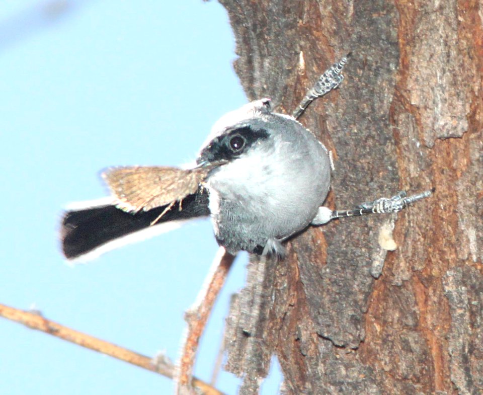 GNATCATCHER, BLACK-CAPPED (4-1-12) patagonia, scc, az -04