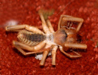WINDSCORPION, sp (Eremobates sp) (8-9-11) 78 circulo montana, nogales, scc, az -01