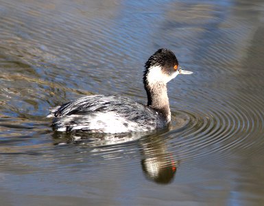 GREBE, EARED (3-22-12) pena blanca lake, scc, az -01 photo