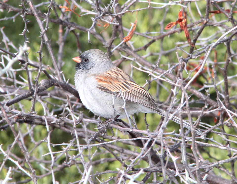 SPARROW, BLACK-CHINNED (3-22-11) patagonia lake, scc, az -01