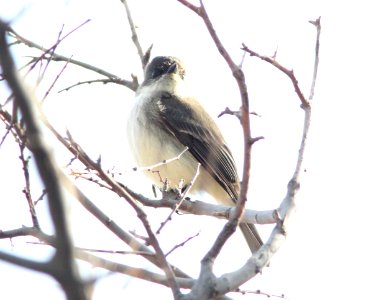 PHOEBE, EASTERN (1-28-12) patagonia-sonoita creek preserve, scc, az -03