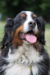 Bernese mountain dog berner sennenhund photo