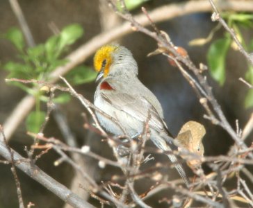 VERDIN (3-19-11) trail north from santa gertrudis lane, scc, az -02