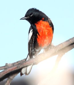 REDSTART, PAINTED (4-3-12) pena blanca lake, scc, az -03