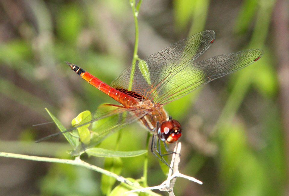 SKIMMER, ROSEATE (Orthemis ferruginae) (3-7-12) santa anna national wildlife refuge, near mc allen, tx -02