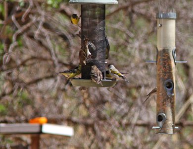 GOLDFINCH, LAWRENCE'S (3-22-11) paton's yard, patagonia, scc, az -02