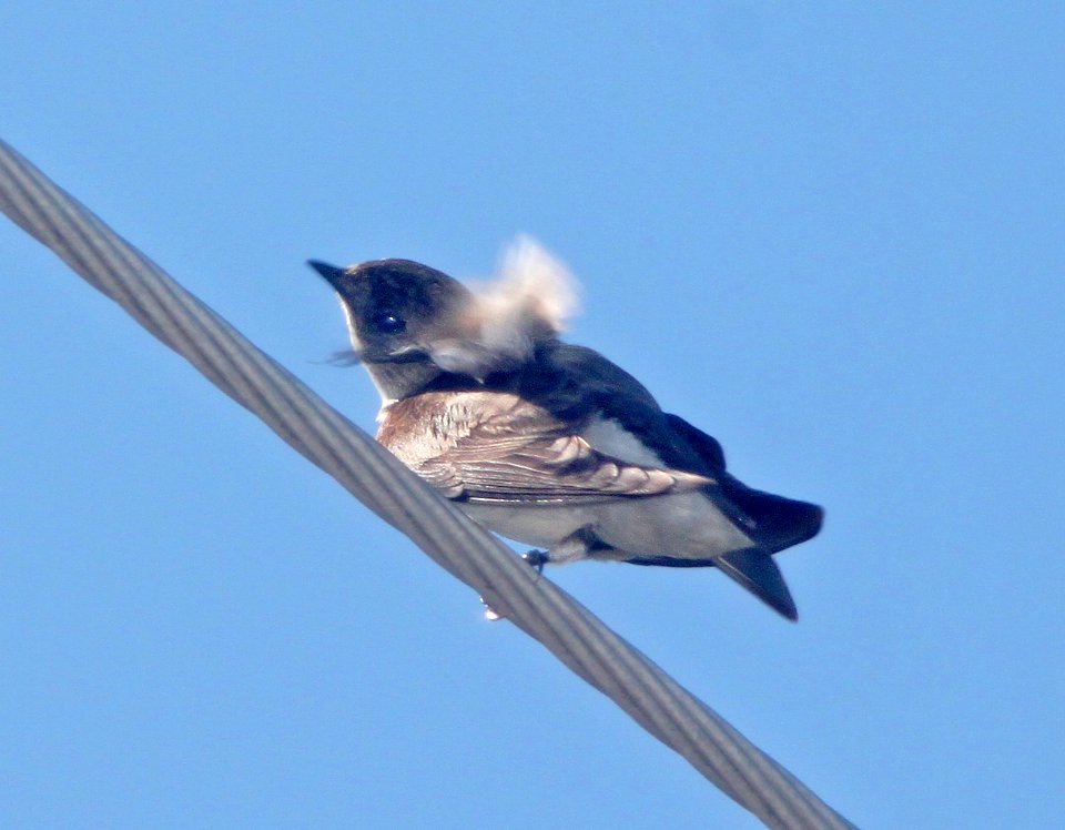 SWALLOW, ROUGH-WINGED (3-19-11) trail north from santa gertrudis lane, scc, az -01