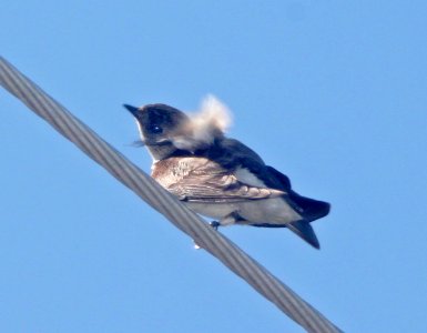 SWALLOW, ROUGH-WINGED (3-19-11) trail north from santa gertrudis lane, scc, az -01