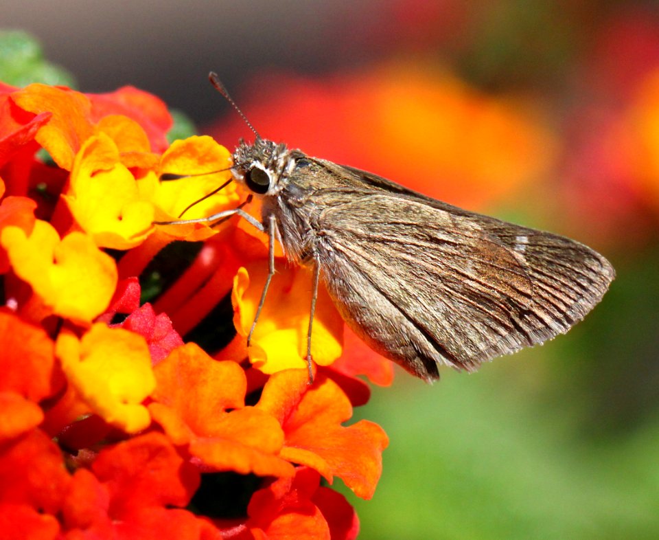 SKIPPER, EUFALA (Lerodea eufala) (10-2-11) patagonia butterfly garden, scc, az -02