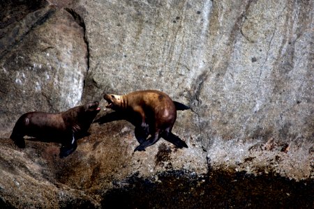 Steller Sea Lions