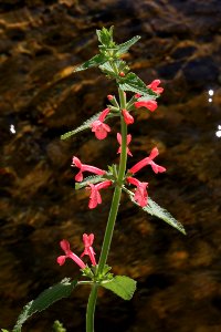 SCARLET SAGE (Stachys coccinea) (6-4-11) santa cruz river, tumacacori, scc, az -01
