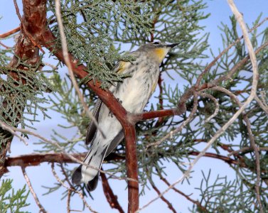 WARBLER, YELLOW-RUMPED (9-24-11) pena blanca lake, scc, az -01