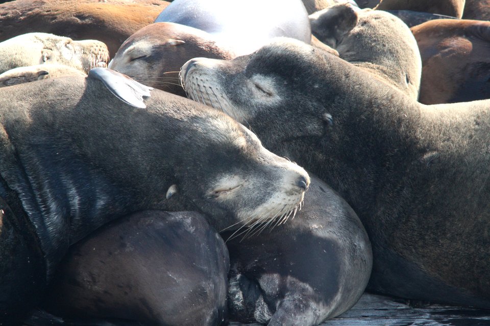 SEA LION, CALIFORNIA (Zalophus californicus) (12-27-11) moss landing, ca -05