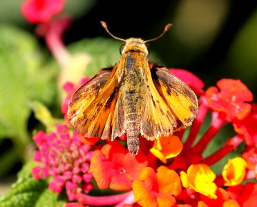 SKIPPER, FIERY (Hylrphila phyleus) (10-2-11) male, patagonia butterfly garden, scc, az -01