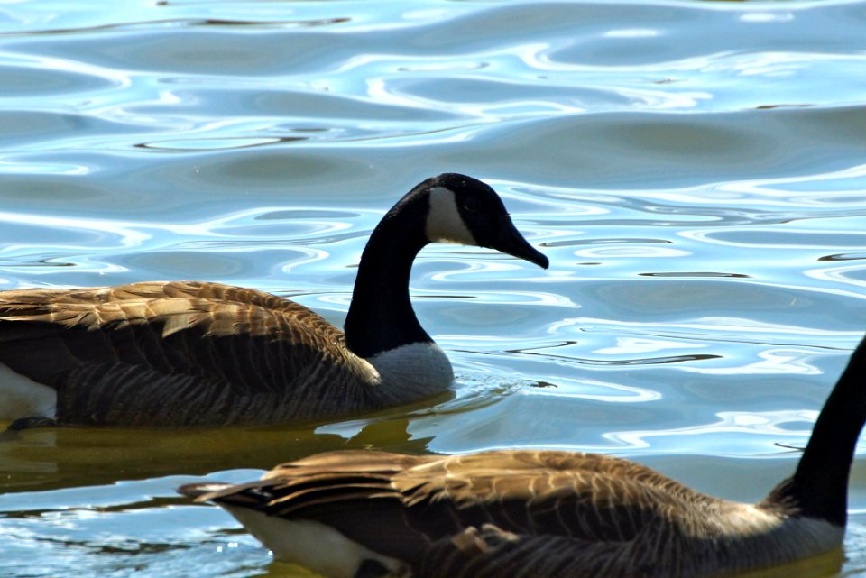 Goosey Goosey Gander